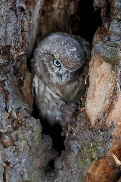 Pequeño Búho Athene Noctua Juvenil Escondido Agujero Oldtree Los Países —  Fotos de Stock