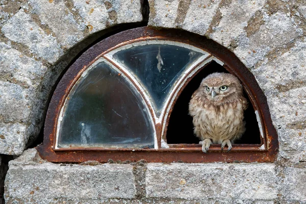 Little Owl Athene Noctua Mladistvý Sedí Okně Staré Stodoly Nizozemsku — Stock fotografie