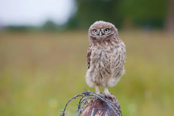 Little Owl Athene Noctua Juvenile Sitting Fence Post Meadow Netherlands — Stock Photo, Image