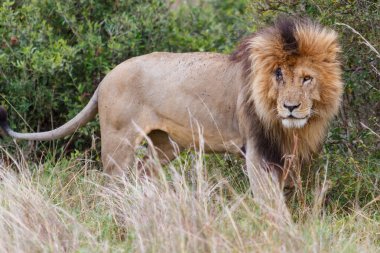 Kenya 'daki Masai Mara Ulusal Rezervi' nde bir erkek aslan portresi