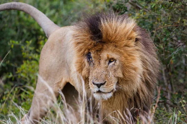ケニアのマサイ マラ国立保護区における雄ライオンの肖像 — ストック写真