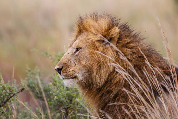 Portrait of a male lion in the Masai Mara National Reserve in Kenya
