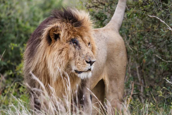 肯尼亚Masai Mara国家保护区一头雄狮的画像 — 图库照片