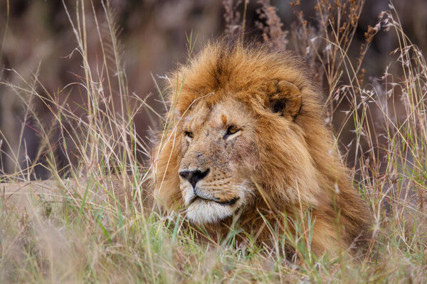 Portrait of a male lion in the Masai Mara National Reserve in Kenya