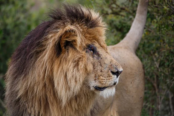 Porträt Eines Männlichen Löwen Masai Mara Nationalreservat Kenia — Stockfoto