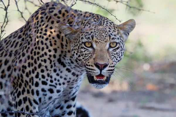 Ritratto Leopardo Maschio Che Riposa Nella Riserva Caccia Sabi Sands — Foto Stock