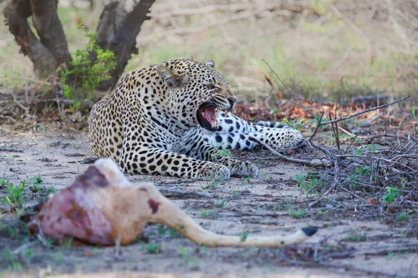 Leopardo Macho Protege Restos Mortais Uma Presa Impala Reserva Caça — Fotografia de Stock