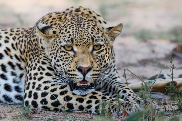 Retrato Leopardo Macho Descansando Reserva Caza Sabi Sands Región Del — Foto de Stock