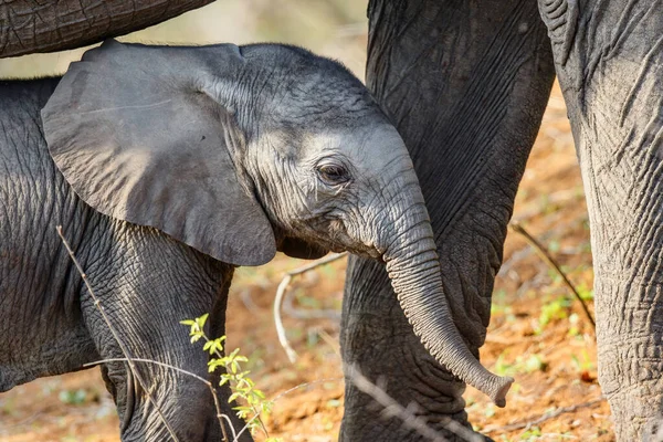Elefante Bebé Busca Protección Madre Una Reserva Caza Región Del — Foto de Stock