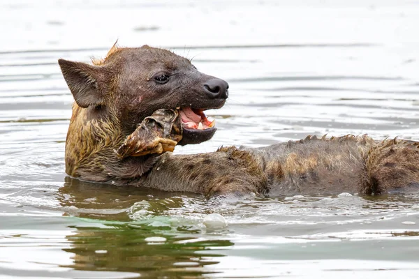 Hyena Muncul Sisa Sisa Mayat Dari Dasar Danau Sabi Sands — Stok Foto