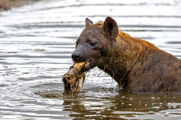 Hyena Muncul Sisa Sisa Mayat Dari Dasar Danau Sabi Sands — Stok Foto