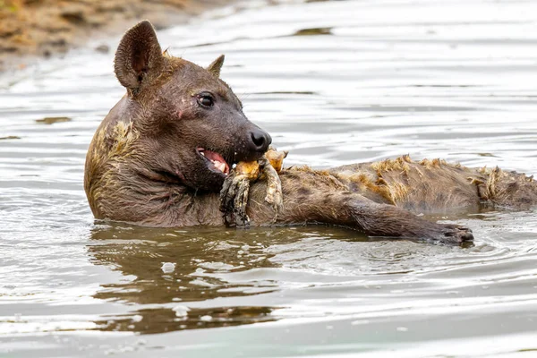 Hyena Vyskočí Dna Jezera Rezervaci Sabi Sands Jižní Africe Objeví — Stock fotografie