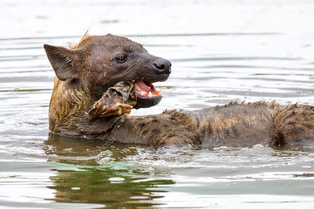 a hyena pops up the remains of a cadaver from the bottom of a lake in Sabi Sands Game Reserve in South Africa