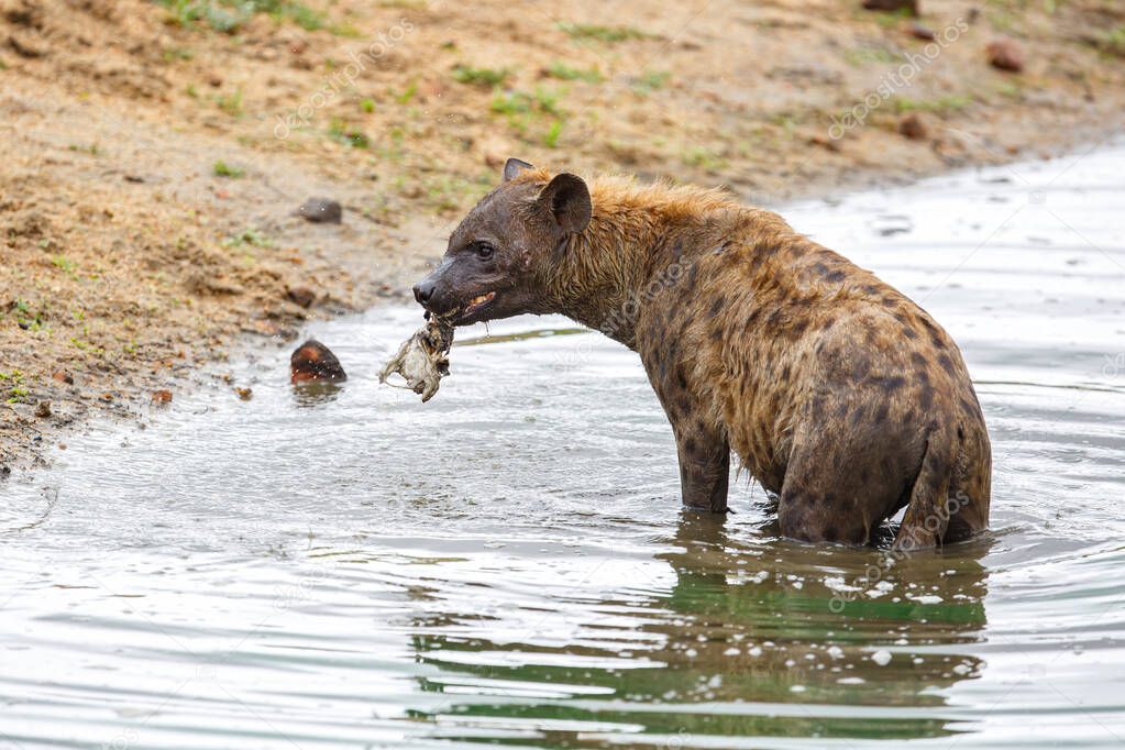 a hyena pops up the remains of a cadaver from the bottom of a lake in Sabi Sands Game Reserve in South Africa