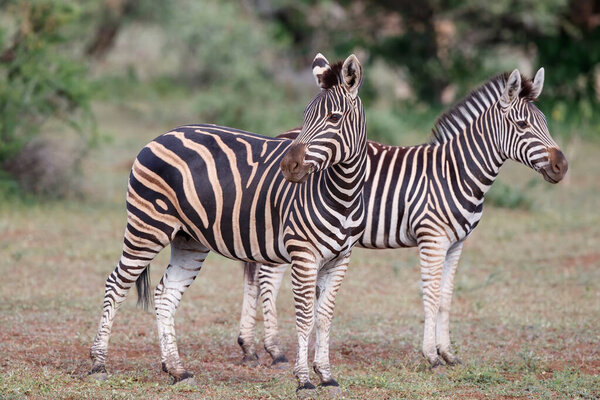 Zebra in the Mashatu Game Reserve in the South of Botsana
