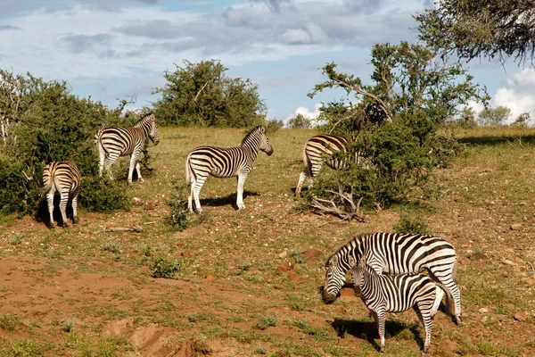 Botsana南部Mashatu野生动物保护区的斑马 — 图库照片