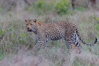 Leopar dişi, Güney Afrika 'daki Büyük Kruger Bölgesi' nde av arıyor.