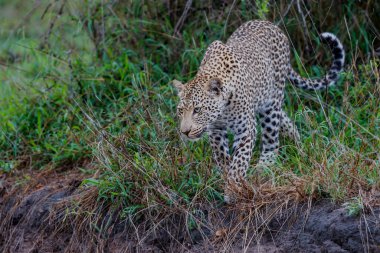 Leopar dişi, Güney Afrika 'daki Büyük Kruger Bölgesi' nde av arıyor.