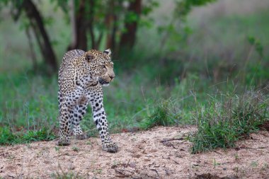 Leopar dişi, Güney Afrika 'daki Büyük Kruger Bölgesi' nde av arıyor.