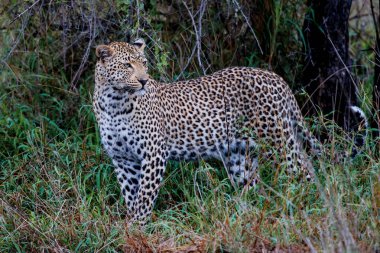 Leopar dişi, Güney Afrika 'daki Büyük Kruger Bölgesi' nde av arıyor.