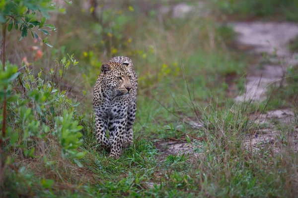 Hembra Leopardo Busca Presas Una Reserva Caza Región Del Gran —  Fotos de Stock