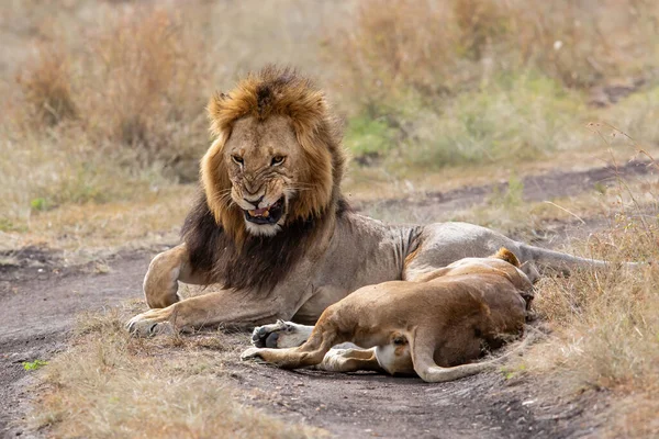 Pareja León Apareamiento Pasar Varios Días Juntos Las Llanuras Reserva — Foto de Stock