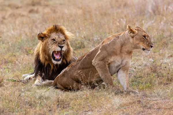 Para Godowa Lwów Spędzająca Kilka Dni Razem Równinach Rezerwatu Masai — Zdjęcie stockowe