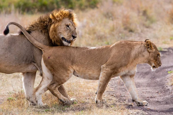 在肯尼亚马赛马拉国家保护区的平原上 一对交配的狮子夫妇在一起生活了好几天 — 图库照片