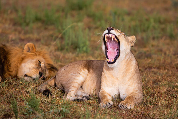 Lion mating couple spending several days together on the plains of the Masai Mara National Reserve in Kenya
