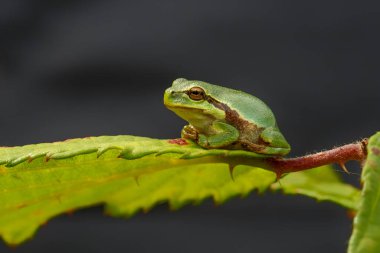 Avrupa Ağaç Kurbağası (Hyla arborea) bir Bramble (Rubus sp.) üzerinde oturuyor. Hollanda 'daki Noord Brabant ormanındaki çalılık.