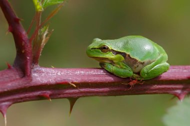 Avrupa Ağaç Kurbağası (Hyla arborea) bir Bramble (Rubus sp.) üzerinde oturuyor. Hollanda 'daki Noord Brabant ormanındaki çalılık.