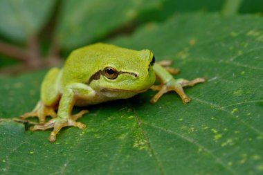 Avrupa Ağaç Kurbağası (Hyla arborea) bir Bramble (Rubus sp.) üzerinde oturuyor. Hollanda 'daki Noord Brabant ormanındaki çalılık.