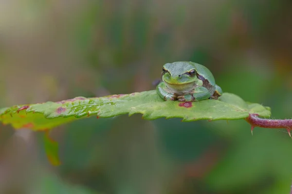 Europese Boomkikker Hyla Arborea Zittend Een Braam Rubus Bush Het — Stockfoto