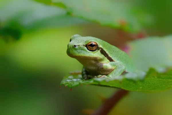 European Tree Frog Hyla Arborea Sitting Bramble Rubus Bush Forest — Stock Photo, Image