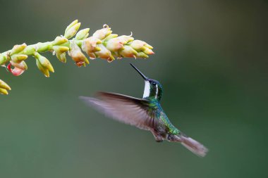 Sinekkuşu, Beyaz Boğaz Dağ Mücevheri (Lampornis castaneoventris) San Gerardo del dota, Savegre, Kosta Rika 'daki yağmur ormanlarında nektar toplamak için bir bromelianın yanında uçar.
