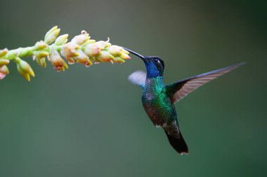 Magnificent Hummingbird (Eugenes fulgens) flying next to a bromelia to get nectar in the rainforest in San Gerardo del dota, Savegre, Costa Rica clipart