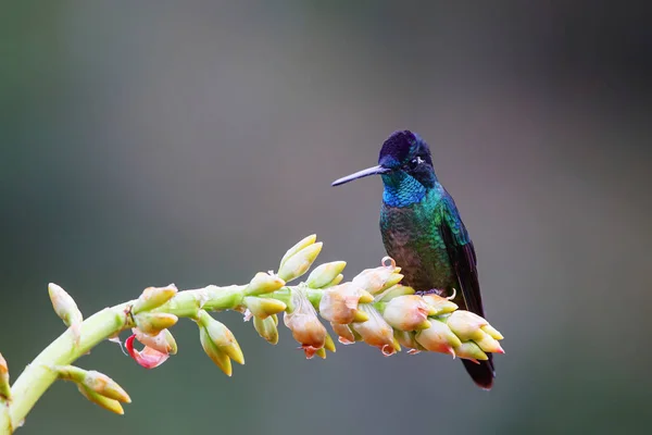 Magnífico Hummingbird Eugenes Fulgens Macho Sentado Uma Bromélia Para Obter — Fotografia de Stock
