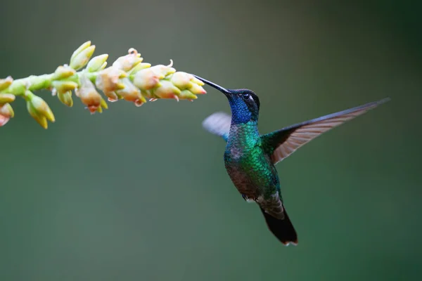 Magnificent Hummingbird (Eugenes fulgens) flying next to a bromelia to get nectar in the rainforest in San Gerardo del dota, Savegre, Costa Rica