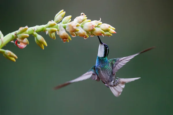 Sinekkuşu, Beyaz Boğaz Dağ Mücevheri (Lampornis castaneoventris) San Gerardo del dota, Savegre, Kosta Rika 'daki yağmur ormanlarında nektar toplamak için bir bromelianın yanında uçar.