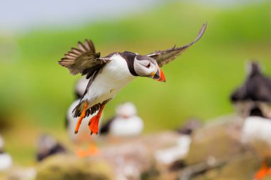 Atlantik martıları Birleşik Krallık 'ın Kuzey İngiltere' sindeki bir adalarda uçuyor.