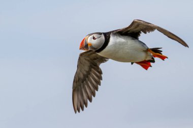 Atlantik martıları Birleşik Krallık 'ın Kuzey İngiltere' sindeki bir adalarda uçuyor.