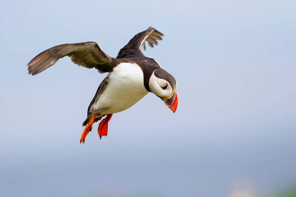 Atlantic Puffin Voando Uma Ilha North Waest Inglaterra Reino Unido — Fotografia de Stock