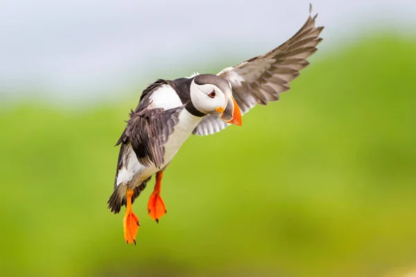 Atlantic Puffin Voando Uma Ilha North Waest Inglaterra Reino Unido — Fotografia de Stock