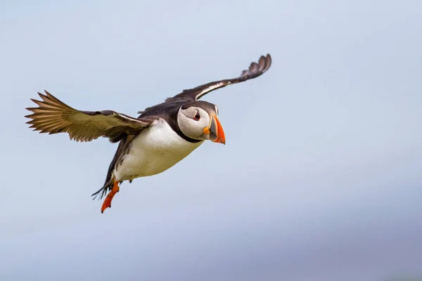 Atlantic Puffin flying at an Islands in North Waest England in the United Kingdom