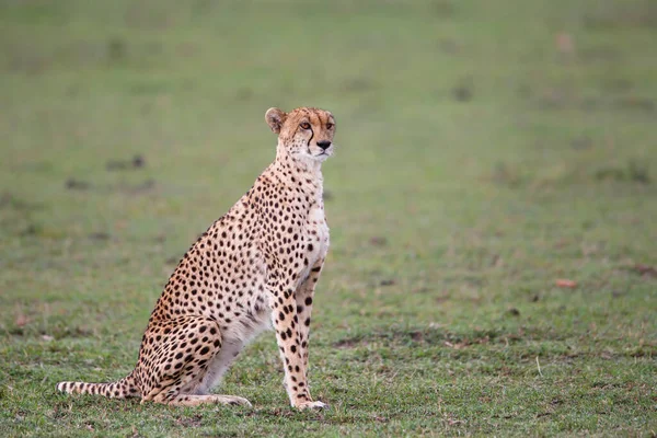 Gepárd Masai Mara Nemzeti Rezervátum Síkságán Kenyában — Stock Fotó