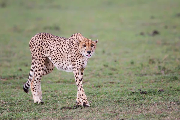 Gepárd Masai Mara Nemzeti Rezervátum Síkságán Kenyában — Stock Fotó