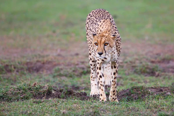 ケニアのマサイ マラ国立保護区の平野にあるチーター — ストック写真