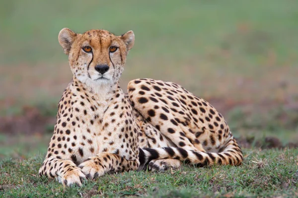 Cheetah Plains Masai Mara National Reserve Kenya — Stock Photo, Image