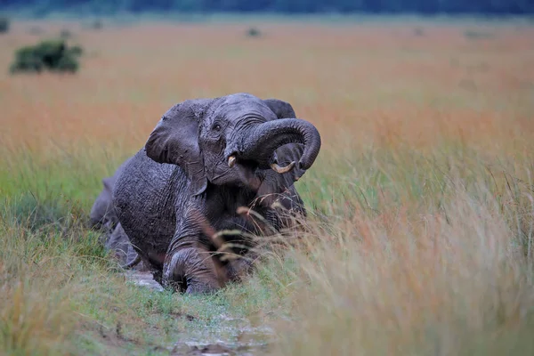 Gajah Mandi Lumpur Dalam Hujan Masai Mara National Reserve Kenya — Stok Foto