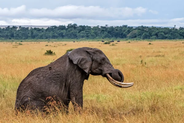 Gajah Mandi Lumpur Dalam Hujan Masai Mara National Reserve Kenya — Stok Foto